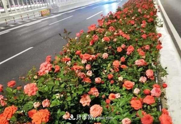 相約金秋，一場(chǎng)月季旋風(fēng)吹遍武漢漢陽(yáng)三鎮(zhèn)！氣場(chǎng)強(qiáng)大堪比春天(圖4)