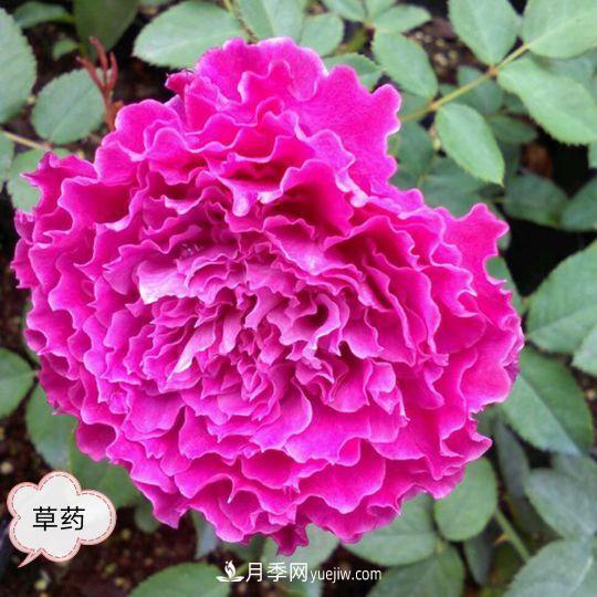 十月，月季栽種好時(shí)節(jié)，一堆月季小苗品種推薦(圖1)