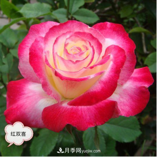 十月，月季栽種好時(shí)節(jié)，一堆月季小苗品種推薦(圖25)
