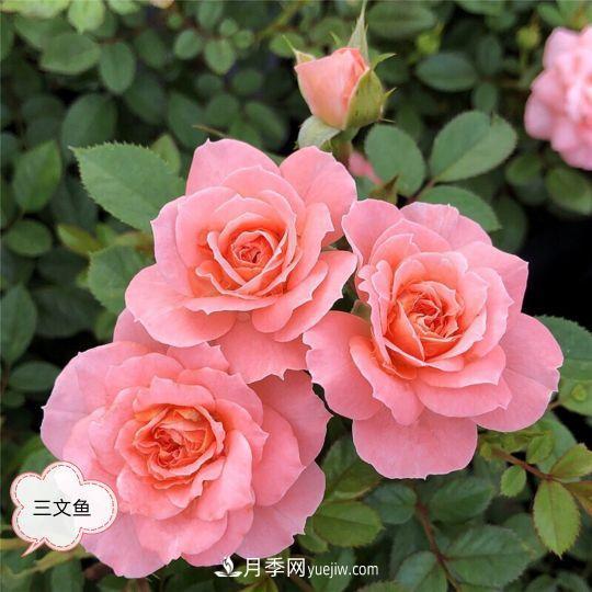 十月，月季栽種好時(shí)節(jié)，一堆月季小苗品種推薦(圖23)