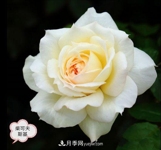 十月，月季栽種好時(shí)節(jié)，一堆月季小苗品種推薦(圖18)