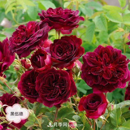 十月，月季栽種好時(shí)節(jié)，一堆月季小苗品種推薦(圖15)