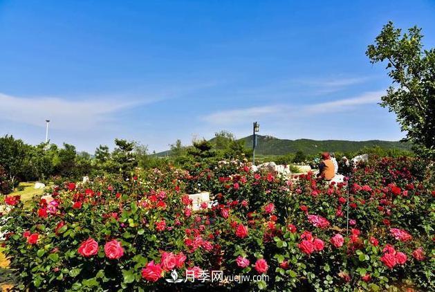萊州月季之都，***浪漫的月季花海！看這里！(圖1)