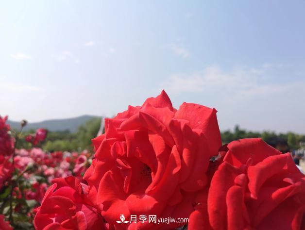 萊州月季之都，***浪漫的月季花海！看這里！(圖2)