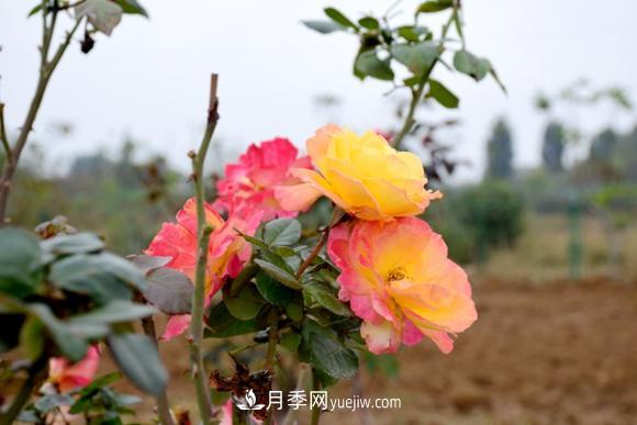美若仙境！山東滕州市北辛街道這片醉人的月季花海等你來看(圖1)