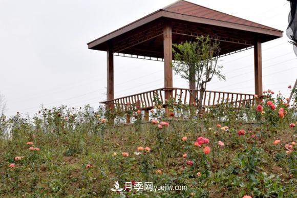 美若仙境！山東滕州市北辛街道這片醉人的月季花海等你來看(圖2)