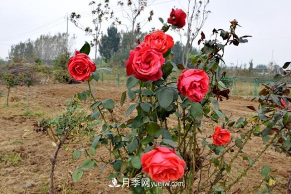 美若仙境！山東滕州市北辛街道這片醉人的月季花海等你來看(圖3)