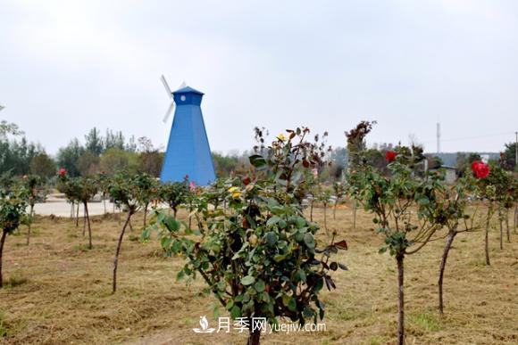 美若仙境！山東滕州市北辛街道這片醉人的月季花海等你來看(圖4)