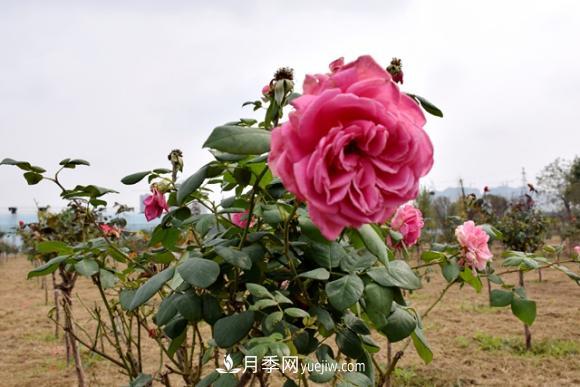 美若仙境！山東滕州市北辛街道這片醉人的月季花海等你來看(圖5)