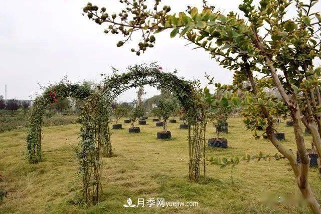 山東滕州北辛街道建成一座月季花海，總占地100畝真漂亮！(圖17)