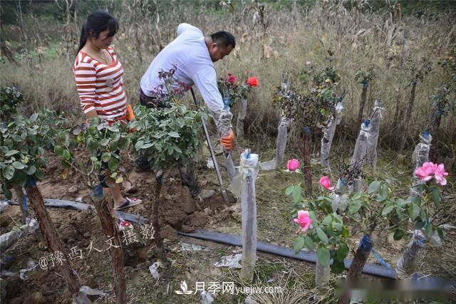 收來的月季老樁15塊錢一棵，枯死只能當(dāng)柴火，走進(jìn)南陽內(nèi)鄉(xiāng)樹形月季園(圖4)