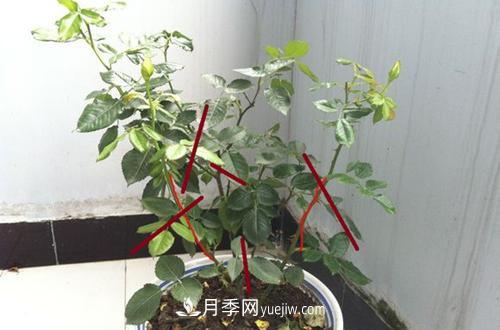 月季冬天如何修剪？冬天能重剪嗎？(圖3)