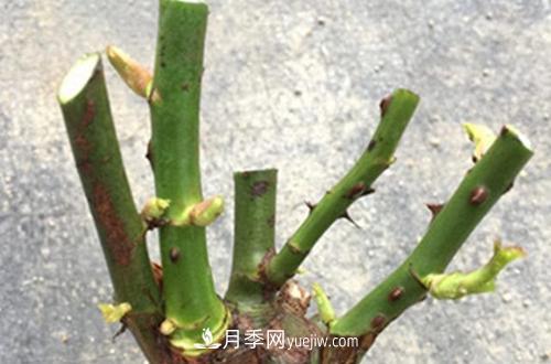 月季冬天如何修剪？冬天能重剪嗎？(圖2)