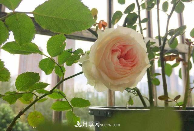 帶你快速了解月季的不同種類！(圖1)