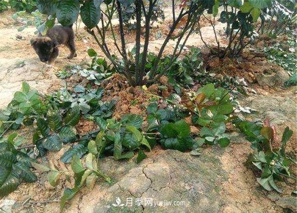 帶你快速了解月季的不同種類！(圖3)