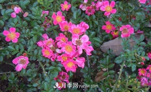 帶你快速了解月季的不同種類！(圖4)