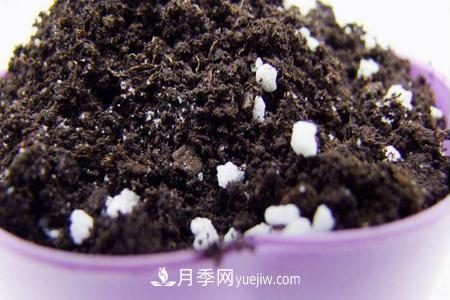 盆栽月季應(yīng)需要什么樣的土壤？(圖1)