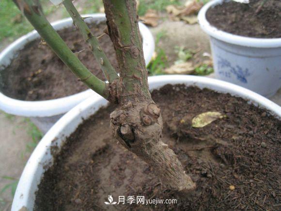 月季從根開(kāi)始就有??？這種病你知道嗎？(圖1)