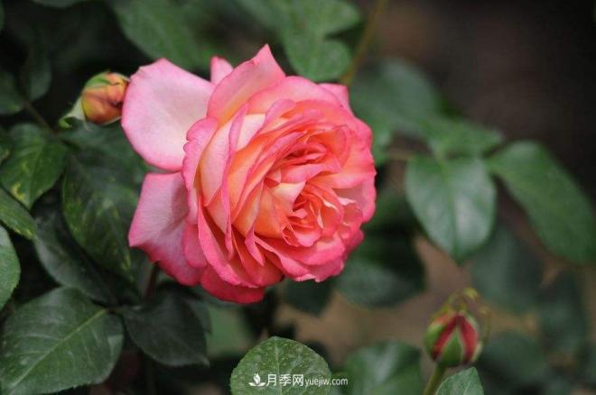 治蟲害還會傷到月季？這種蟲子讓花友左右為難(圖1)