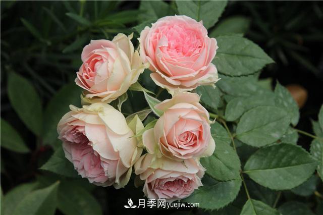 被52座城市共同選為市花的月季有什么魅力？國(guó)家園林綠化重大貢獻(xiàn)者(圖3)