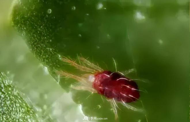 8種花木常用農(nóng)藥介紹，價格便宜效果很好(圖4)