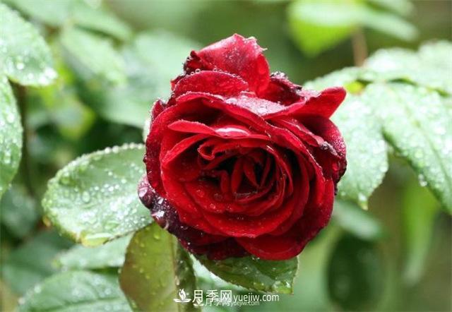 陰雨天對月季還有好處？做好這幾點雨水也能當肥料(圖1)