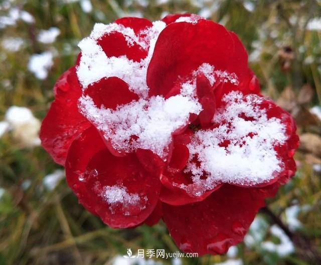 冬天也能叫月季起床開花？幾個簡單步驟讓月季不再賴床(圖1)