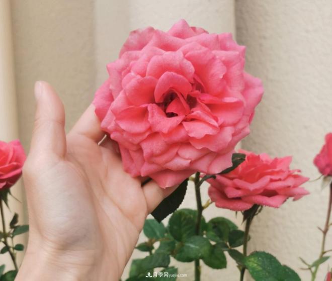月季花特怕紅蜘蛛，治一治，長(zhǎng)得更旺更健康(圖1)