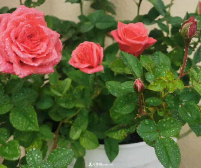 月季花特怕紅蜘蛛，治一治，長(zhǎng)得更旺更健康(圖2)
