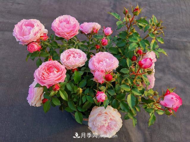 養(yǎng)月季爆盆的4個要素，掌握技巧月季變成開花機(jī)(圖1)