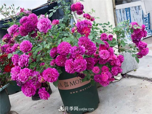 這幾個微型月季簡直就是移動的香水，不入手虧大了(圖1)