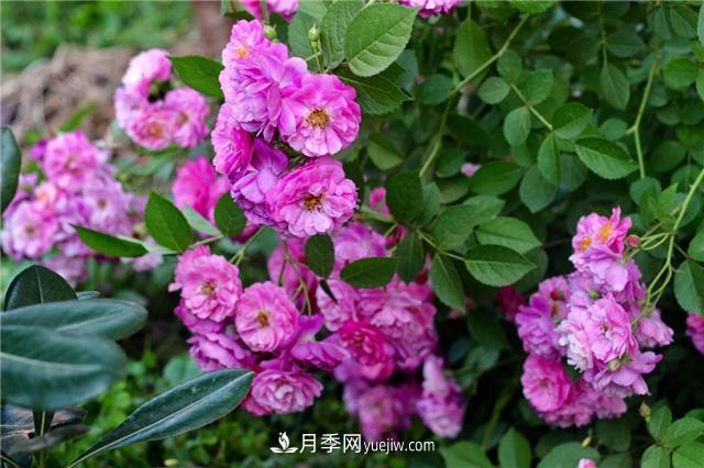 這幾個微型月季簡直就是移動的香水，不入手虧大了(圖2)