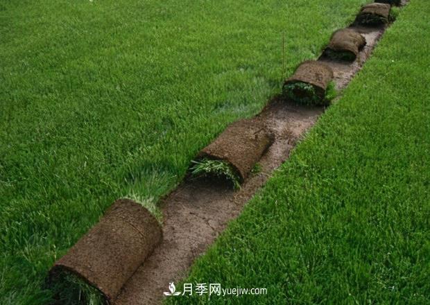 綠化草坪早熟禾和哪些草坪混播效果***好，混播的優(yōu)勢(圖1)