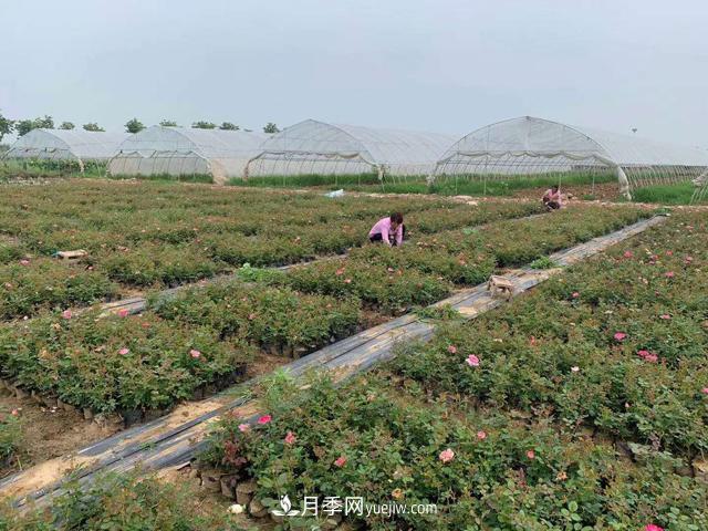 畝換算成平方米是多少？一畝三分地月季說的是什么意思？(圖1)