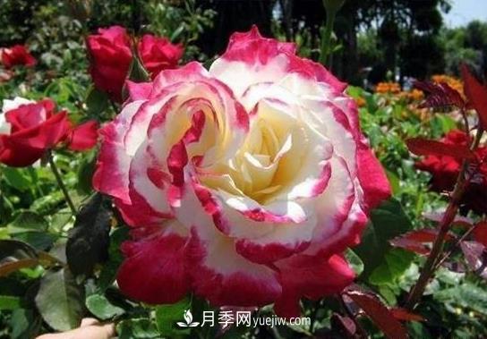 月季施肥也有大學(xué)問！施肥澆水技巧技術(shù)有含量(圖1)