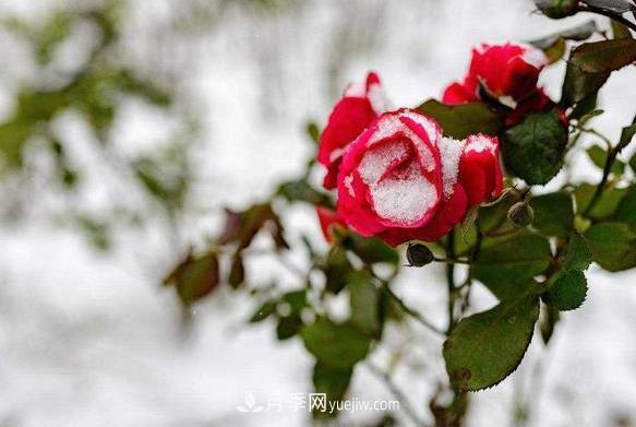 月季冬天到底怕不怕凍？冬季養(yǎng)護(hù)只要注意好三點(diǎn)(圖1)