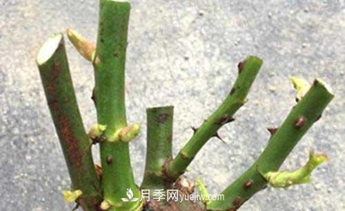 入月季坑3年，冬天來臨時(shí)我都會(huì)給月季進(jìn)行一次大修剪(圖2)