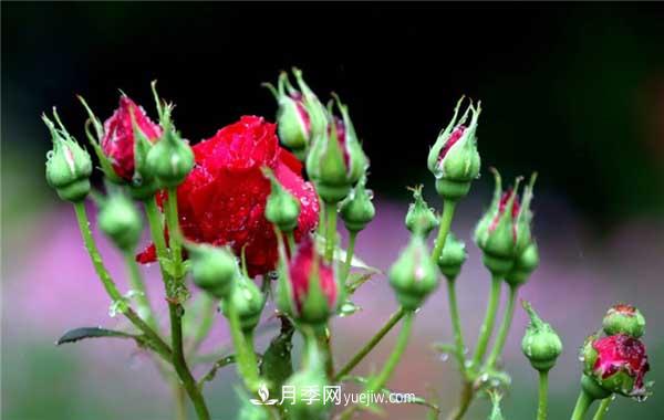 入月季坑3年，冬天來臨時(shí)我都會(huì)給月季進(jìn)行一次大修剪(圖1)