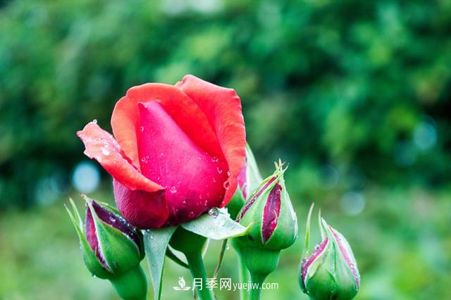 入坑月季別著急，新手先看看這6點(diǎn)干貨建議(圖1)