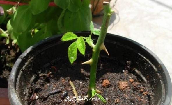 月季該如何扦插，春秋兩季這樣扦插10-20天就生根(圖1)