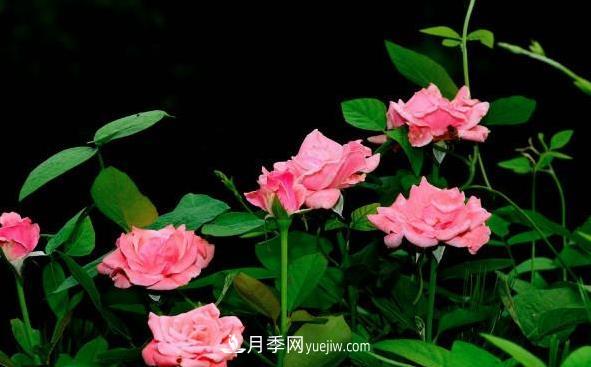 月季該如何扦插，春秋兩季這樣扦插10-20天就生根(圖2)