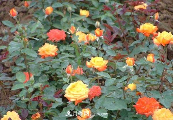 讓月季冬季開花，就算再費(fèi)事，我也想給它安排上(圖1)