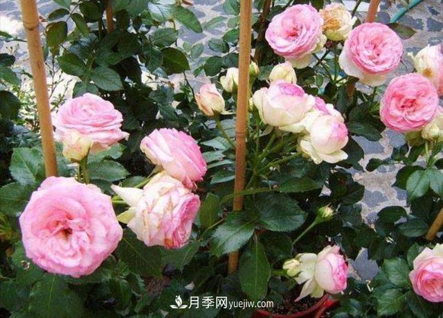 入冬以前要做好5件事，來年月季花長得旺開花多(圖1)