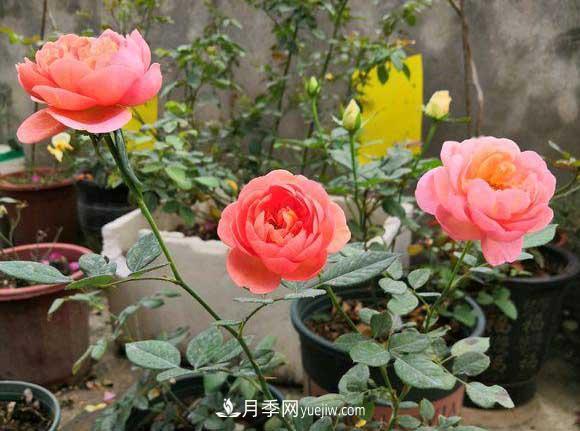 輕松3招養(yǎng)月季，四季開花不斷成“花?！?圖1)