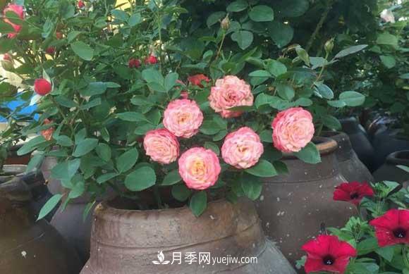 輕松3招養(yǎng)月季，四季開花不斷成“花?！?圖2)