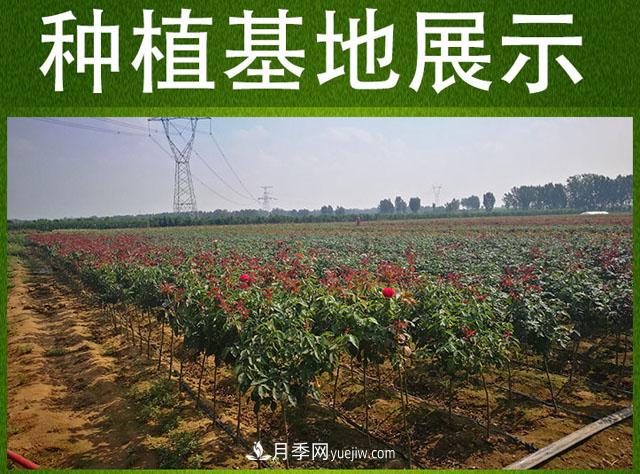 網(wǎng)紅樹狀月季，“棒棒糖月季”批發(fā)(圖5)