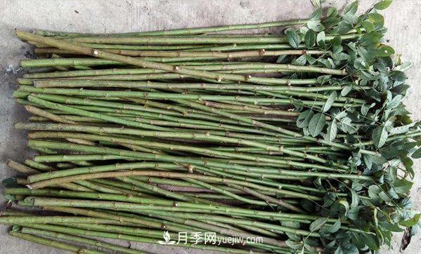 棒棒糖月季這么漂亮，南陽月季花農(nóng)是如何嫁接出來的？(圖2)