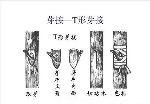 棒棒糖月季這么漂亮，南陽月季花農(nóng)是如何嫁接出來的？(圖3)