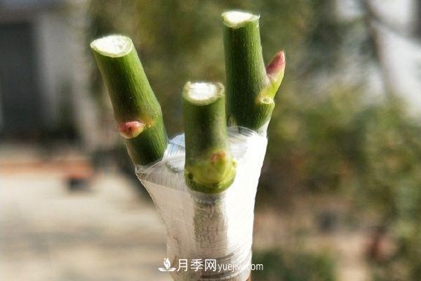 棒棒糖月季這么漂亮，南陽月季花農(nóng)是如何嫁接出來的？(圖4)