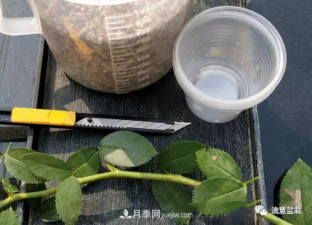 月季秋插方法很簡單，做好這幾步，生根快，成活率95%以上(圖2)
